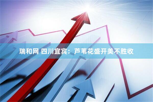 瑞和网 四川宜宾：芦苇花盛开美不胜收